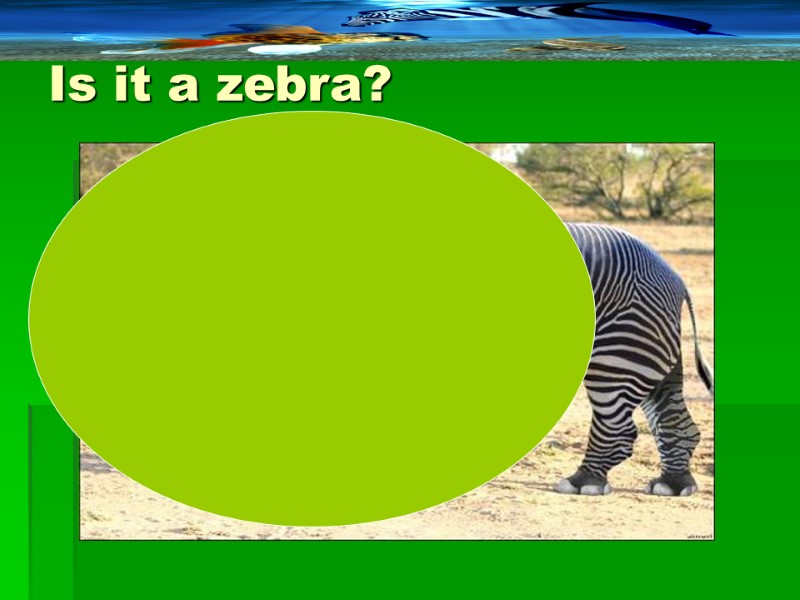 Is it a zebra?